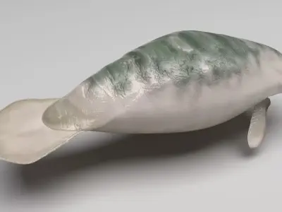 Manatee 3D model