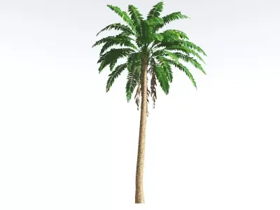 EVERYPlant African Oil Palm LowPoly 4 --16 Models-- Low-poly 3D model