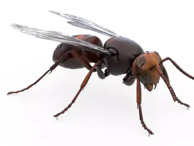 4K Honey Bee Low-poly 3D model