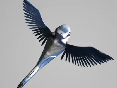 blue tit animated 3D model