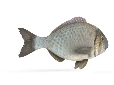 Bream Fish 3D model