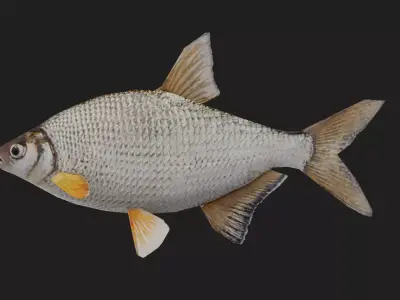 Bream Low-poly 3D model