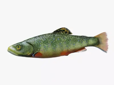 Animated Brook Trout Low-poly 3D model