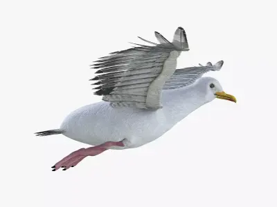 Seagull bird rigged 3d model Low-poly 3D model