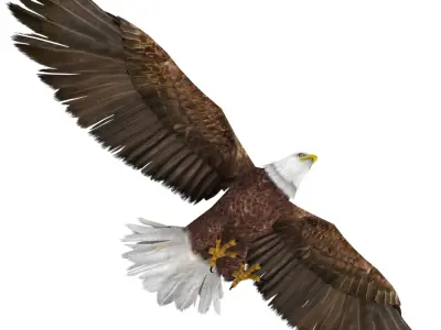 Bald Eagle 3D model purchase