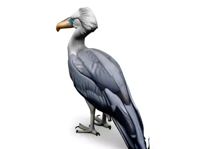 Realistic Shoebill Stork 3D Model Low-poly 3D model