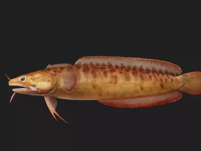 Threebeardedrockling Low-poly 3D model