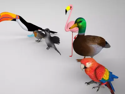 Bird Group Parrot Toucan Robbin Duck Hummingbird 3D model