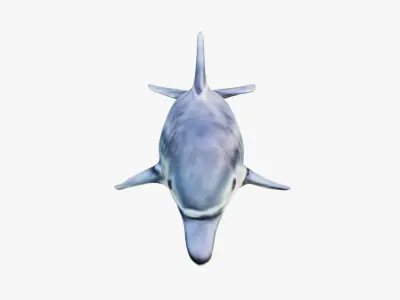 Dolphin Free 3D model