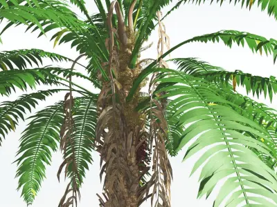 EVERYPlant African Oil Palm 3 --16 Models-- 3D model