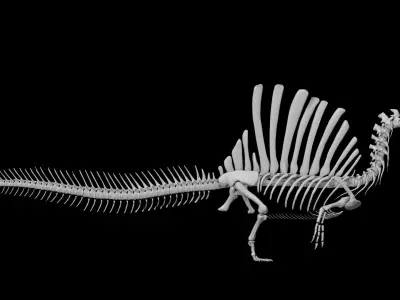 Spinosaurus aegyptiacus skeleton Low-poly 3D model