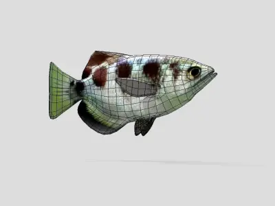 Archerfish Realistic Animated Low-poly 3D model