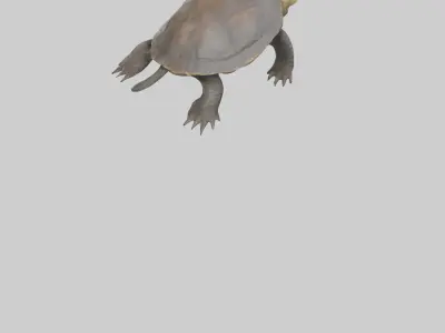 Snapping Turtle biting model 3D model