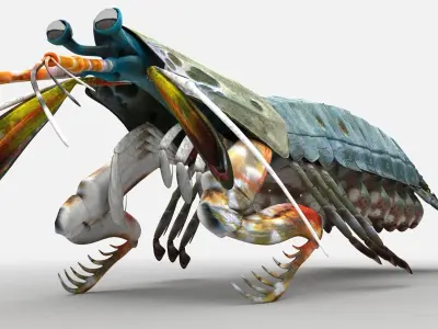 Mantis Shrimp Squill Low-poly 3D model