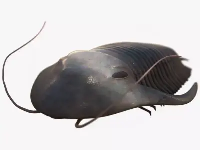 Trilobite Low-poly 3D model