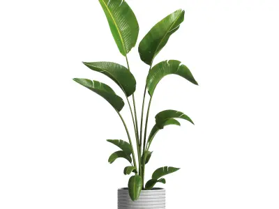 indoor plant 032 3D model