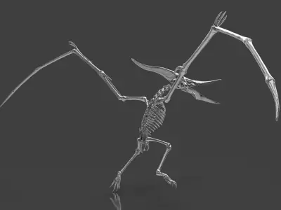 Pteranodon Skeleton  3D model