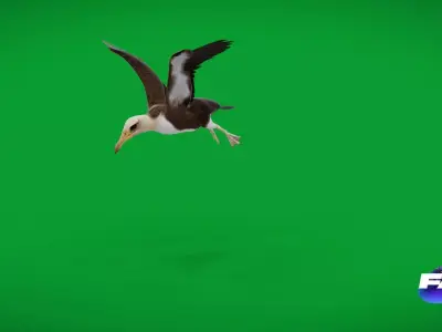 Albatross Bird Low-poly 3D model