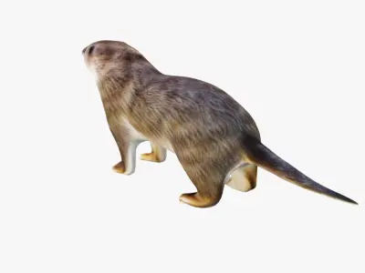 Otter Free 3D model