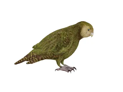 Kakapo Owl Parrot Bird Low-poly 3D model