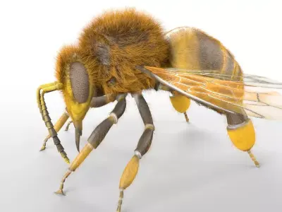 Bee Insect Low-poly 3D model