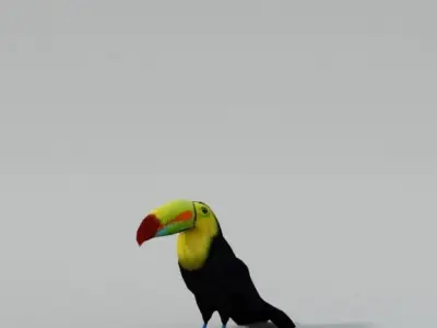Toucan bird Low-poly 3D model