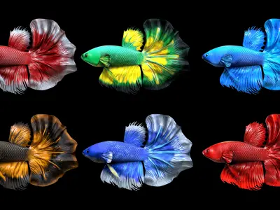 Betta fish Low-poly 3D model