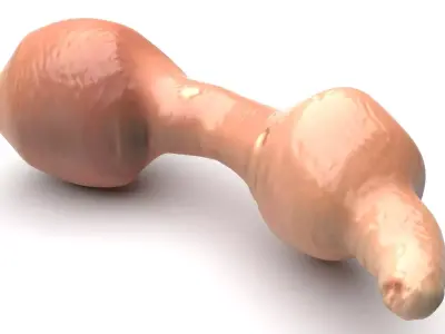 Penis Fish 3D model