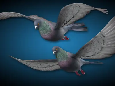 Pigeon B - Flight 3D model