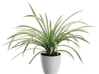  Spider Plant Model 