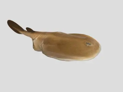 Sleeper Ray Realistic Animated Low-poly 3D model