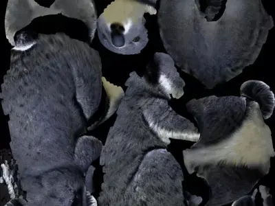 Koala with separate Nose and Eyes prim Free low-poly 3D model