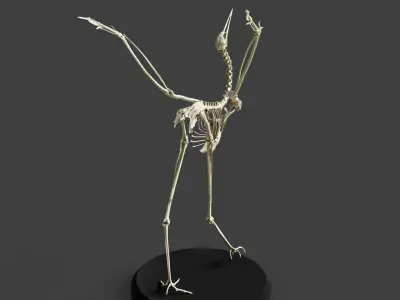 Realistic Crane Skeleton 3D model