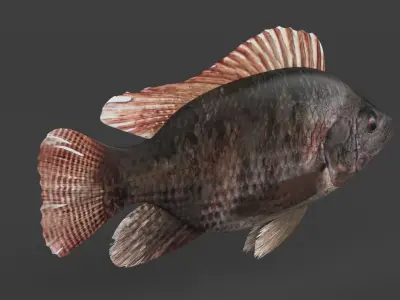 Tilapia Fish 3D model