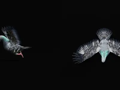 Pigeon Bird Breed 3D model