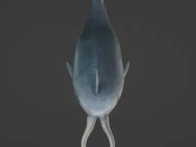 Narwhal with two tusks 3D model