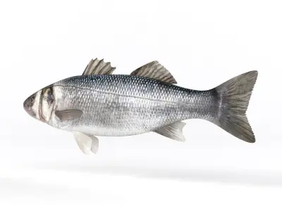 Seebass Fish 3D model