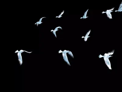 Seagull Animated Low-poly 3D model