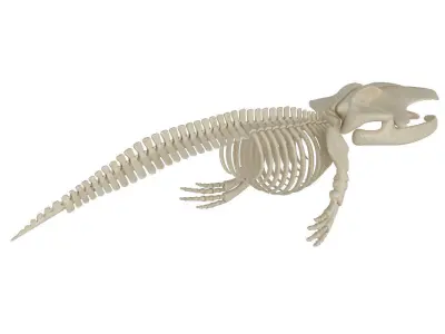 Blue Whale Skeleton 3D model