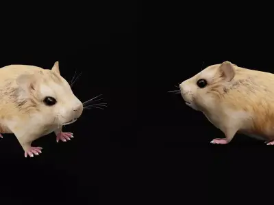 Roborovski Dwarf Hamster Free 3D model