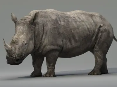 Rhino Animated 3D model purchase