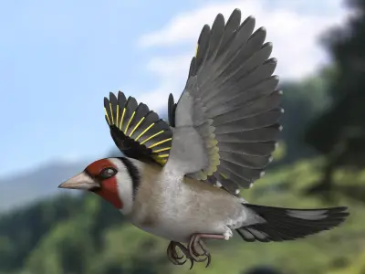 European Goldfinch Rigged 3D model