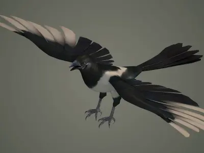 bird wildlife nature ornithology wild animal 3D model
