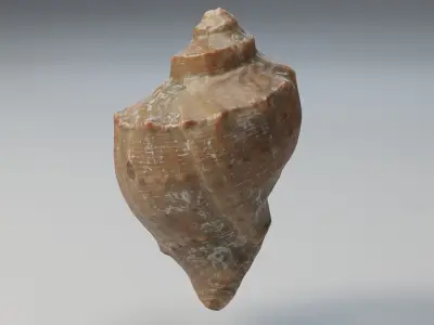 Shell conch Low-poly 3D model