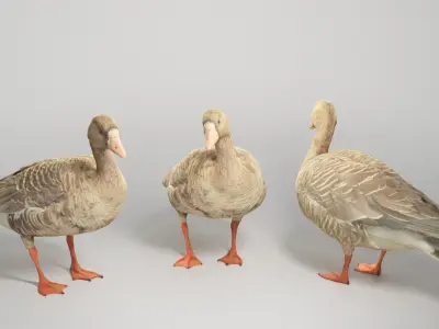 Goose 19 Low-poly 3D model
