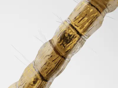 Mosquito larvae 3D model