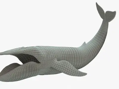 Blue Whale Rigged Basemesh Low-poly 3D model