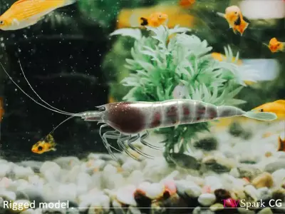 Low Poly Shrimp 3D model  Rigged Low-poly 3D model