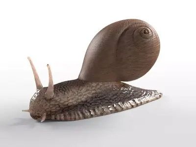 Snail insect Low-poly 3D model