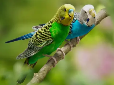 Budgerigar Animated VFX Grace 3D model